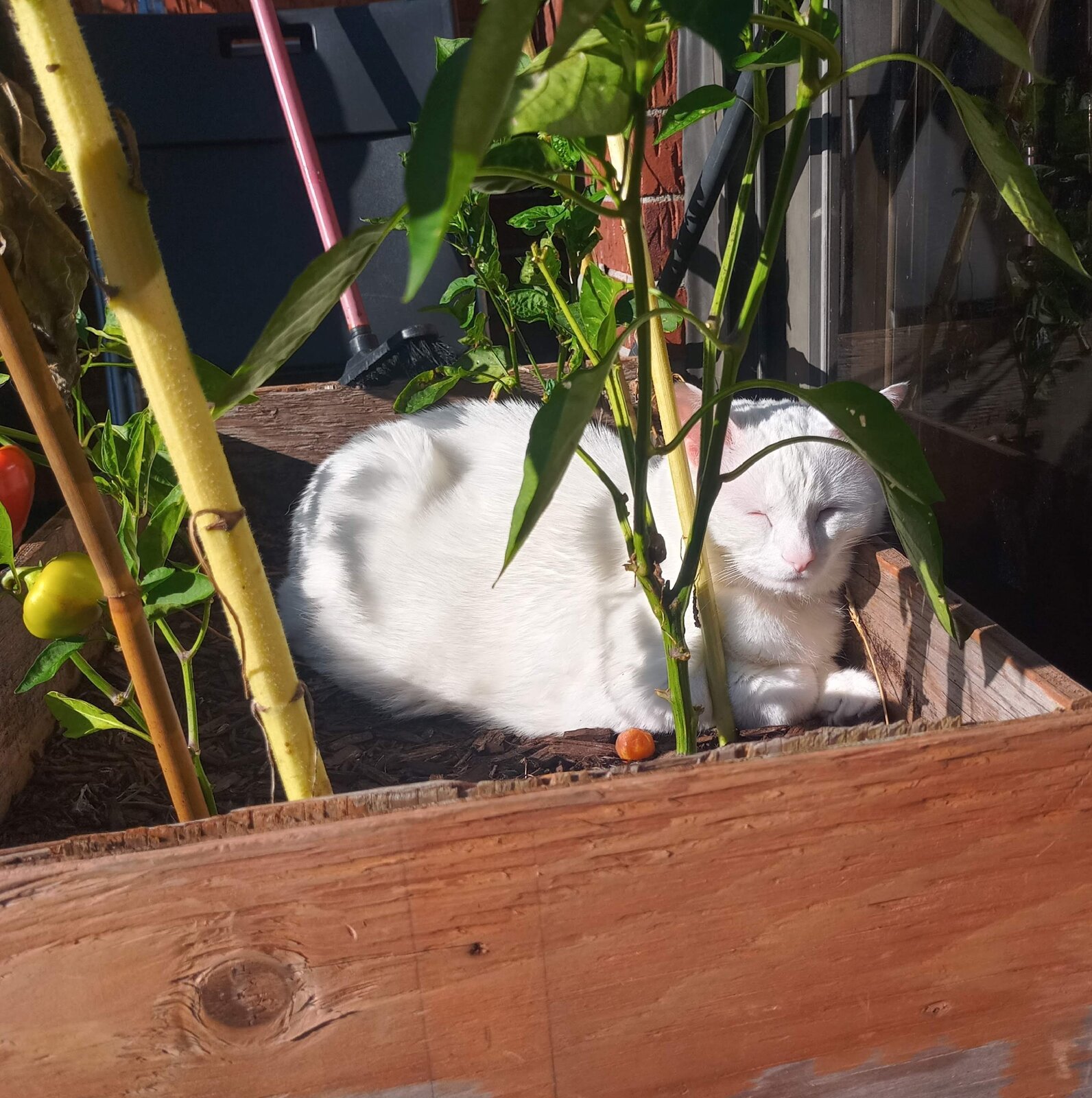 Koko, Chloe's white cat, resting among green plants in the sunlight